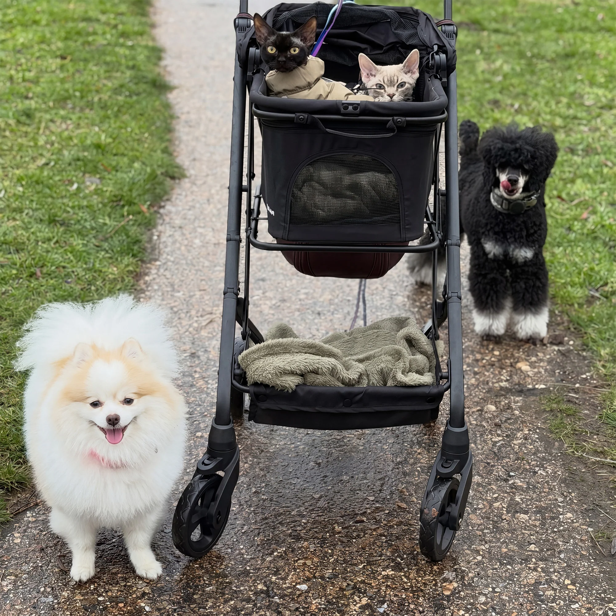 Carrito de Perro Plegable Deluxe - Image 6